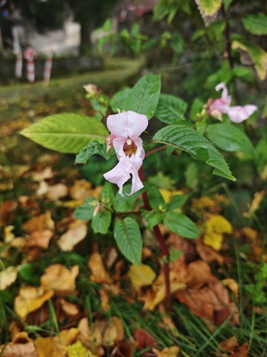 Himalayan balsam