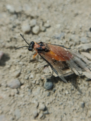 Turnip Sawfly