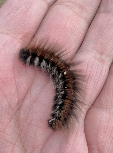 Fox Moth