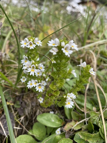 Euphrasia officinalis, photograph 2