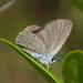Small Blue - Photo (c) Mirko Tomasi, some rights reserved (CC BY-NC), uploaded by Mirko Tomasi