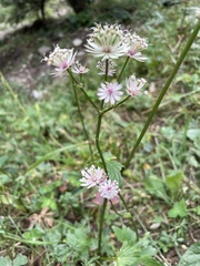 Astrantia major, photograph (c) Kerstin Reifenrath, some rights reserved (CC BY)