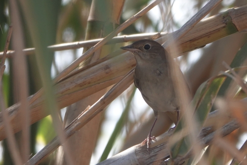 Common Nightingale
