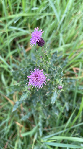 creeping thistle