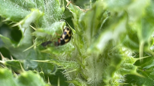 Fourteen-spotted Lady Beetle
