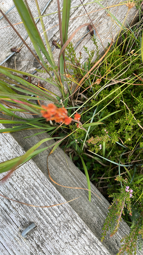 bog asphodel