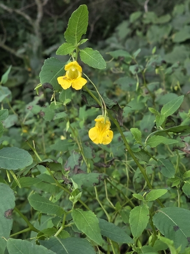 pale jewelweed