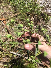 Euphorbia floridana