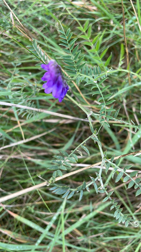 tufted vetch