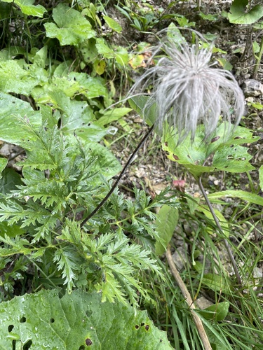 Pulsatilla alpina, photograph 2