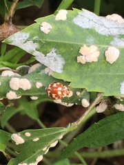 Neocalvia dentatofasciata