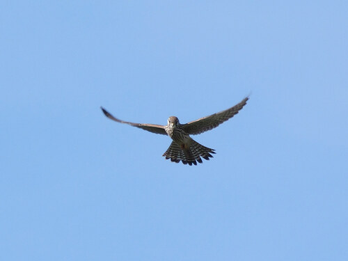 Eurasian Kestrel