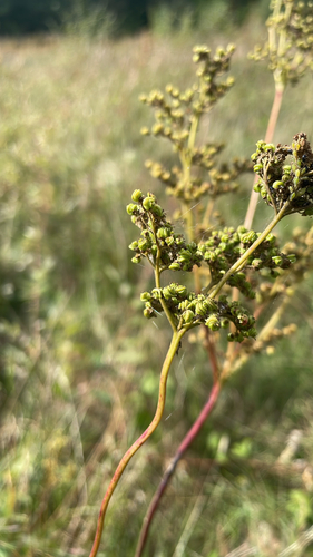 Meadowsweet