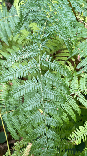 common bracken
