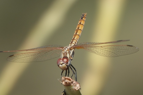 Violet Dropwing
