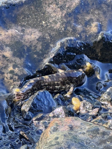 Entomacrodus marmoratus observed 2026-09-14