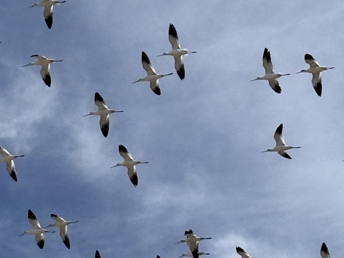 American Avocet