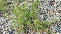 Salsola soda