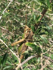 Coryacris angustipennis