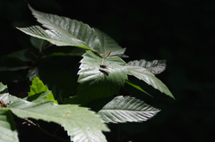 Dasysyrphus tricinctus