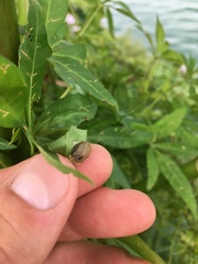 Chelymorpha indigesta