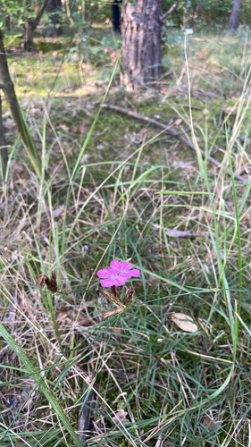 Carthusian Pink