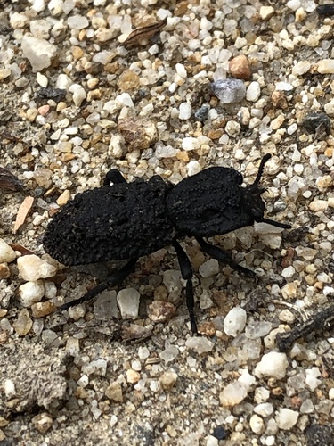 iNaturalist observation photo of Diabolical Ironclad Beetle