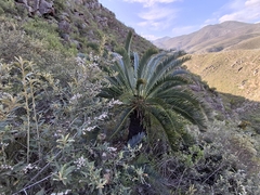 (c) douglaseustonbrown, some rights reserved (CC BY-SA) Encephalartos longifolius, photograph (c) douglaseustonbrown, some rights reserved (CC BY-SA)