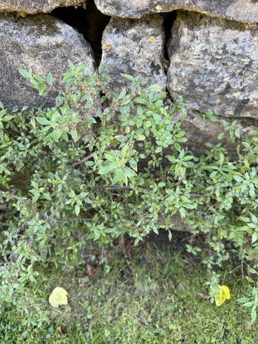 pellitory-of-the-wall