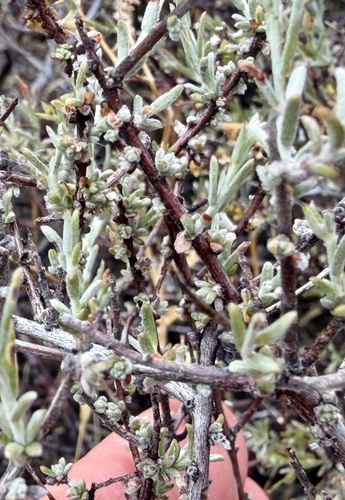 Krameria erecta, photograph 5