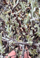 Krameria erecta, photograph (c) Henrik Kibak, some rights reserved (CC BY)