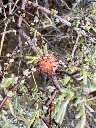 Krameria erecta, photograph 3