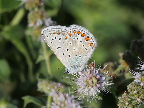 Common Blue