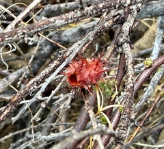 Krameria erecta, photograph (c) Henrik Kibak, some rights reserved (CC BY)