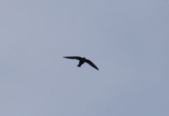 Streptoprocne semicollaris