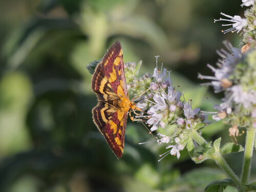 Common Crimson-and-gold Moth