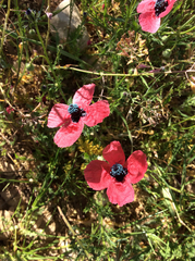 Papaver hybridum
