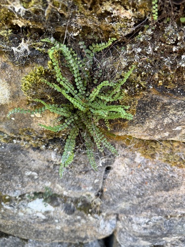 maidenhair spleenwort