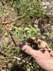 Euphorbia floridana