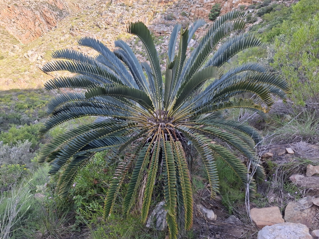 Encephalartos longifolius; photograph (c) douglaseustonbrown, some rights reserved (CC BY-SA)