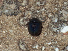 Germarostes globosus