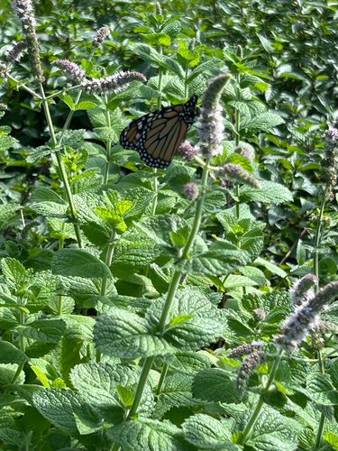 Monarch