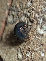 Germarostes globosus