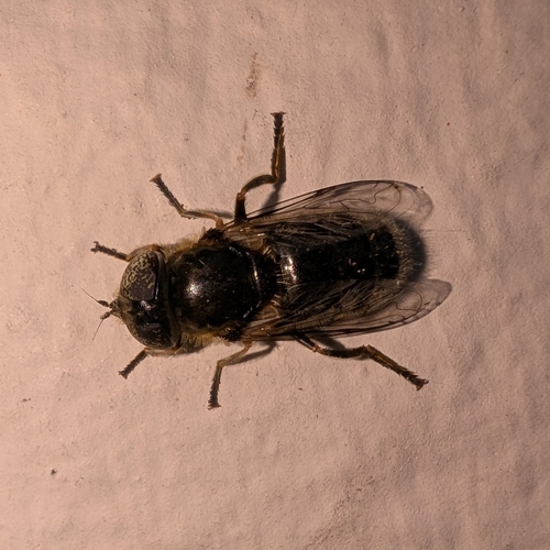 Small Spotty-eyed Drone Fly