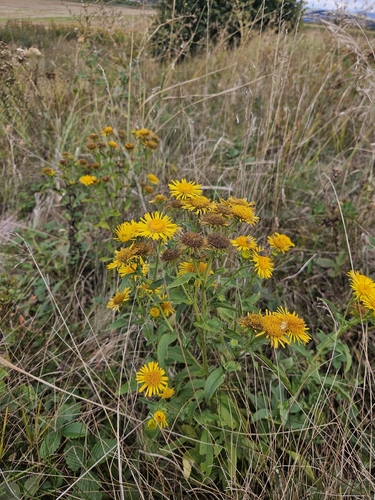 Meadow Fleabane