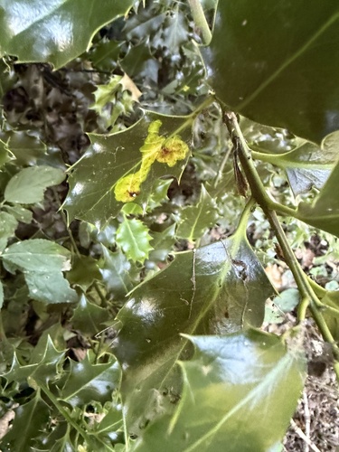 European Holly Leafminer