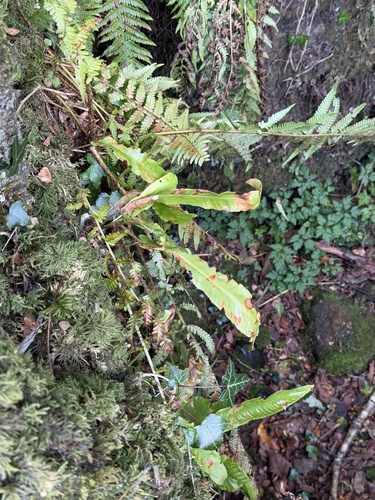 Hart's-tongue fern