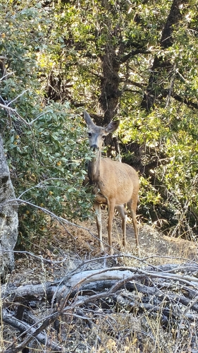 iNaturalist observation photo of Mule Deer
