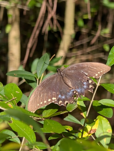 Spicebush Swallowtail