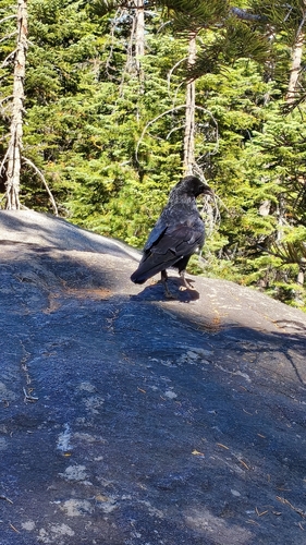 iNaturalist observation photo of Common Raven